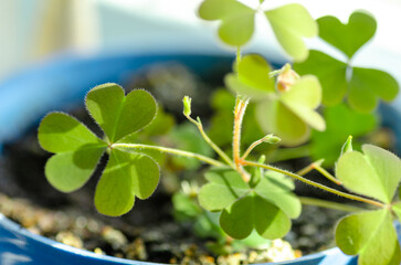 Horisontal background with three-leaved shamrocks, Lucky Irish Four Leaf Clover in the Field for St. Patricks Day holiday symbol. with three-leaved shamrocks, St. Patrick's day holiday symbol