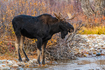 Bull Moose on River