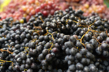 Different types of grapes on the market