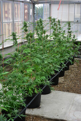 Industrial hemp  agriculture  green plant greenhouse