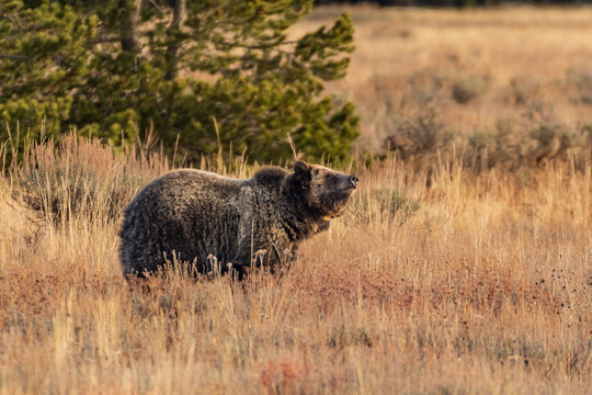 Grizzly Bear