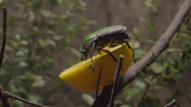 This video shows a giant Jade-headed Buffalo Beetle (Eudicella smithi) feeding on fruit.