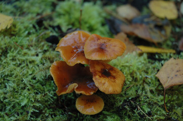 mushrooms in the woods