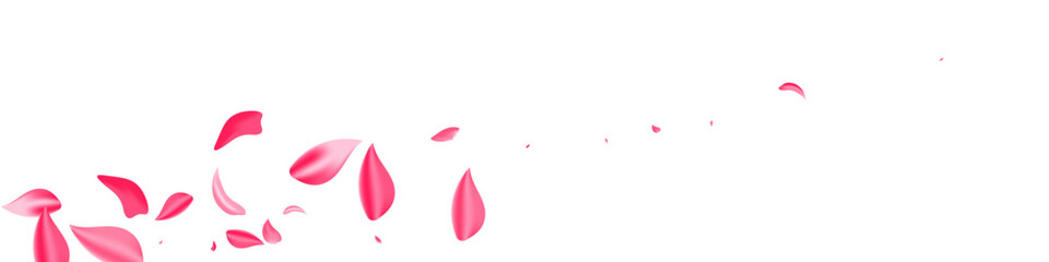 Pink Petal Tender Vector White Panoramic