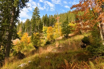 Forest clearing with short yellow colored trees and conifer spruce forest behind at Pokljuka, Slovenia © kato08
