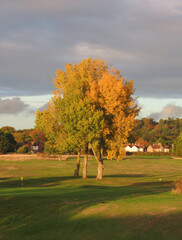 Fototapeta premium Autumn tree