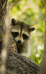portrait of a raccoon