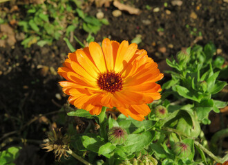 Calendula