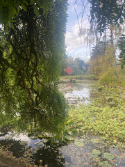 Autumnal pond