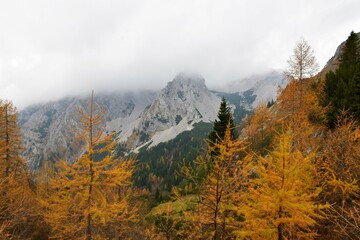 Slopes under Stol mountain covered in clouds in Karavanke mountains, Slovenia and autumn colored golden larch trees