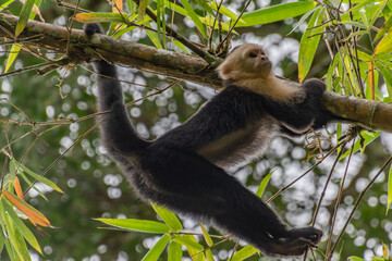 white tailed macaque