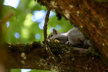 Squirrel and the Apple Core