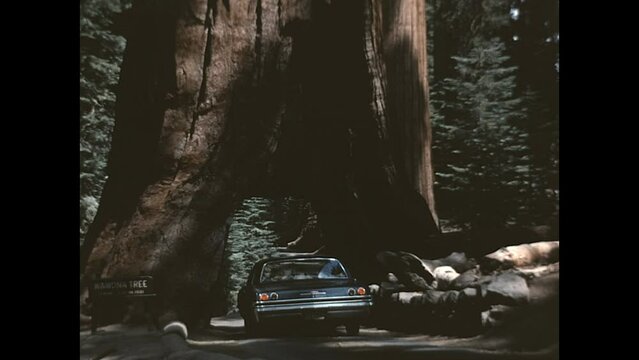 Driving Through the Wawona Tree 1965 - Cars drive through the Wawona Tree Tunnel in the Mariposa Grove at Yosemite National Park, in 1965. 