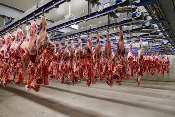 Cool storage with cow carcasses in beef factory.