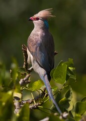 This close up image shows a blue-naped mousebird (Urocolius macrourus) bird peached on a branch. 