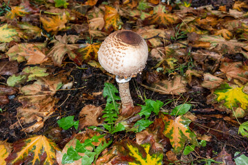 Beautiful mushroom boob