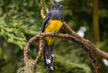This image shows a colorful wild trogon bird in a lush landscape.
