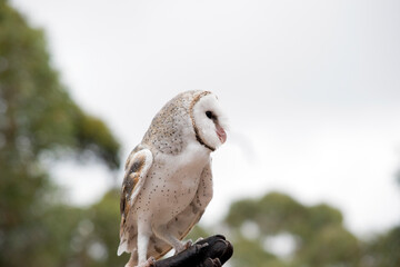 the barn owl is found in almost every country in the world