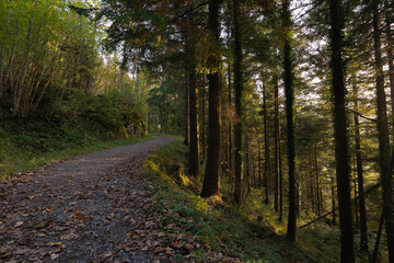 Fototapeta premium sunset in the forest