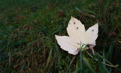 autumn leaf over green grass