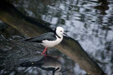 the black winged stilt is a black and white waterbird  it has long thin legs to wade in shallow water