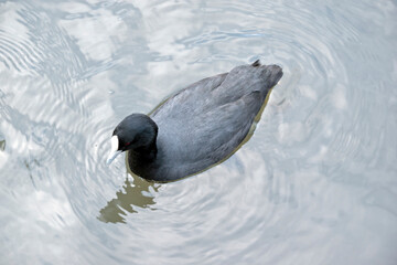 the Eurasian coot is swimming in the lake