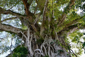 Enormous old fig tree in forest in Vanuatu
