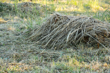 hay, a pile of clipped grass