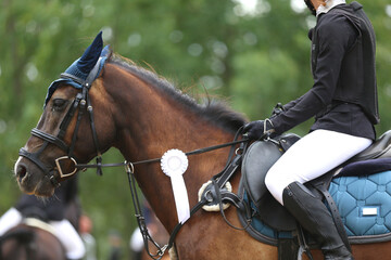  Show jumper horse wearing award winning ribbon. Equestrian sports background
