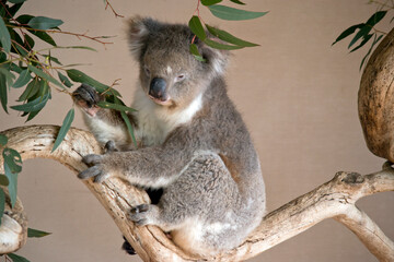 the koala is a grey marsupial with white fluffy ears and a large nose that climbs trees © susan flashman