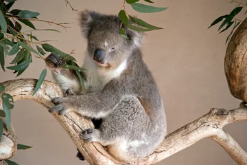 Gordijnen the koala is a grey marsupial with white fluffy ears and a large nose that climbs trees © susan flashman
