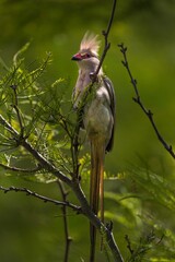 This photograph features a wild blue-naped mousebird (Urocolius macrourus) bird perched in lush foliage. 