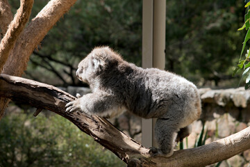 the koala is a grey marsupial with white fluffy ears and a large nose that climbs trees