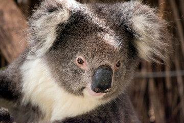 this is a close up of a koala