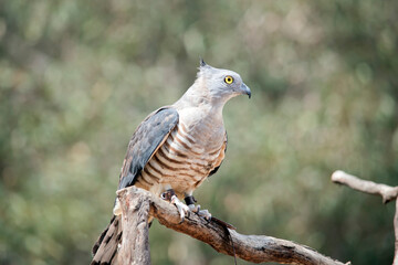 the pacific baza has piercing yellow eyes a grey head and neck, dark grey wings and a brown and white striped chest