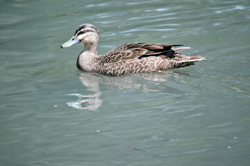this is s side view of a pacific black duck swimming in the lake