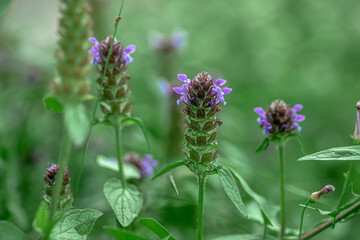 Prunella vulgaris, self-heal, heal-all, woundwort, heart-of-the-earth, carpenter's herb, brownwort and blue curls purple flower growing on the field. Honey and medicinal plants in Europe. drug plants