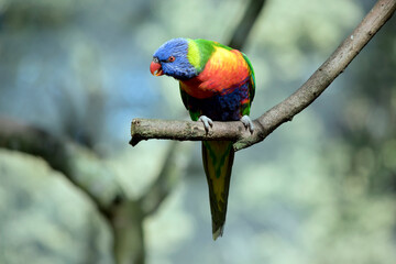 the rainbow lorikeet is a colorful bird with a blue head green body orange and yellow chest and an orange beak