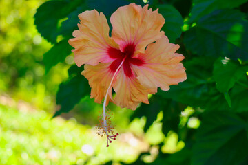 flower in the garden