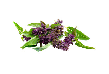 Sweet  basil leaves isolated on transparent png