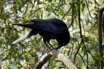 Fototapeta premium the Australain is eating a bug in a tree