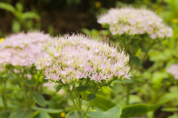 Close-up white pink color blooming hylotelephium flowers on blurred background with green leaves in sunny day in the garden park. Summer wallpaper. Summer concept. Nature background. Macro flower