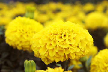 Close-up yellow color blooming tagetes marigold flowers on blurred background in sunny day in the garden park. Summer wallpaper. Summer concept. Nature background. Macro flower