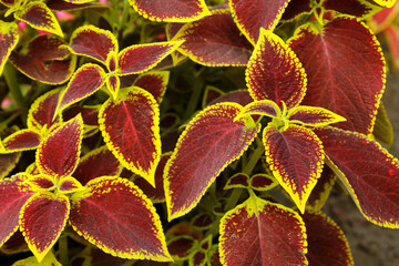 Close-up green and red color coleus leaves background in sunny day in the garden park. Summer wallpaper. Summer concept. Nature background. Macro leaves