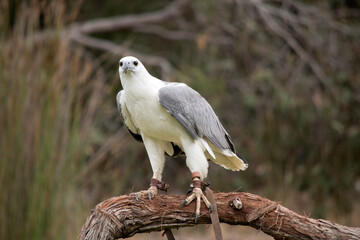 The White-bellied Sea-Eagle is the second largest raptor  found in Australia he is standing on a perch