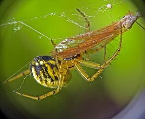 Mangora acalypha eats its prey, Kharkiv, Ukraine