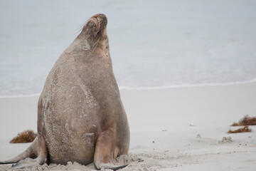 Fototapeta premium Once a sea lion becomes sexually mature, at around age four or five, they are able to breed. Female sea lions are called cows, while males are called bulls.