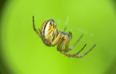Mangora acalypha eats its prey, Kharkiv, Ukraine
