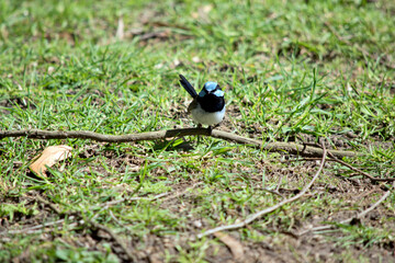 the superb fairy wren a light blue cap, ear tufts, and cheeks; a black eye-stripe; dark blue-black throat; brown wings and white breast and belly. Beak of the adult male is black and legs are brown