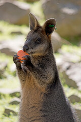 swamp wallaby eating a carrot